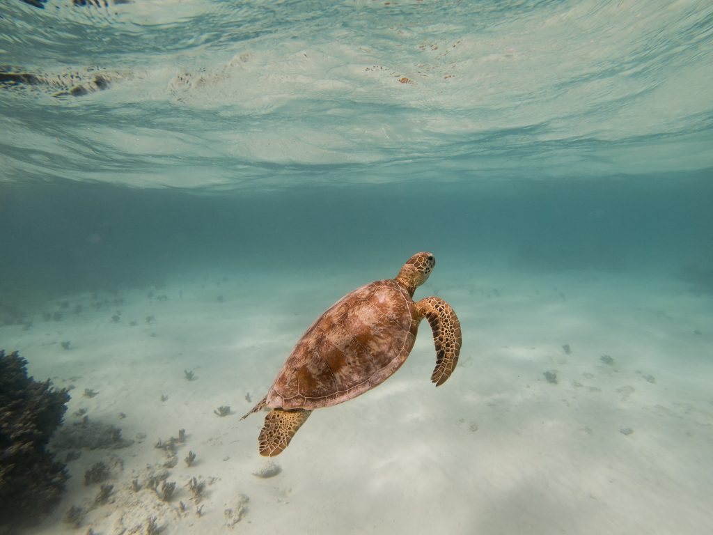 vanuatu snorkeling is wonderful for spotting turtles and other marine life