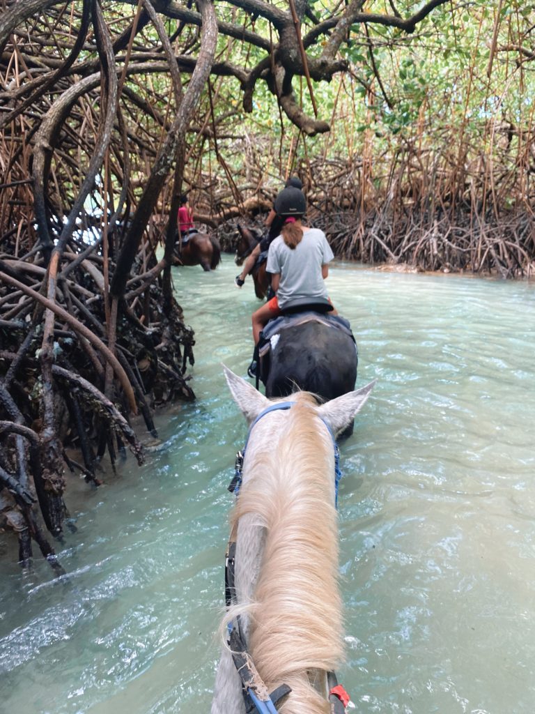 santo horse adventure activity is $100 - Vanuatu Travel Blog