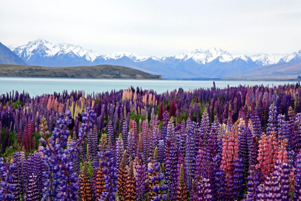 best all inclusive trips to new zealand