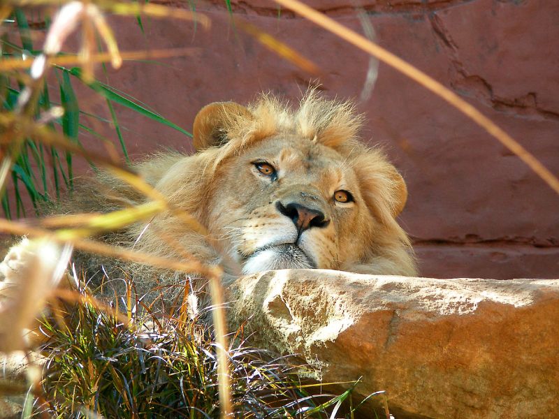 Lion at Taronga Zoo on a day trip from Sydney