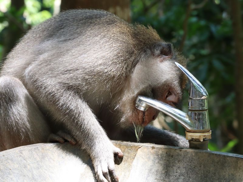 Moneky drinking tap water in Bali