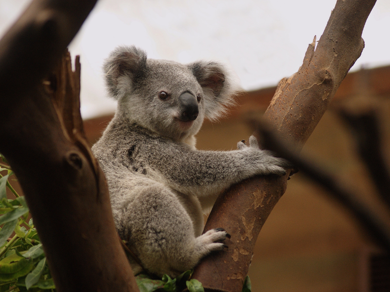 Spot a kangaroo or cuddle a koala in Sydney, talk about worth visiting!