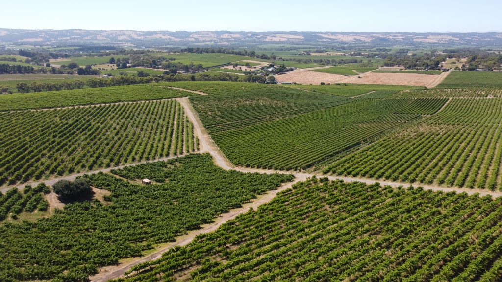 Panoramic views of the vineyards in Fleurieu pennisula 
