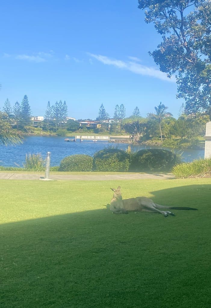 Kangaroo relaxing in the sun at Twin Waters Resort