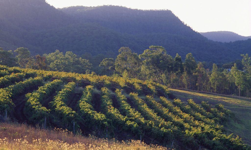Hunter Valley vineyard make for beautiful scenery as you drive from winery to winery