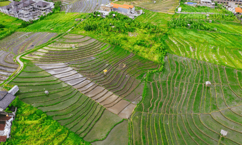 Canggu Rice terraces is an excellent thing to do in Canggu