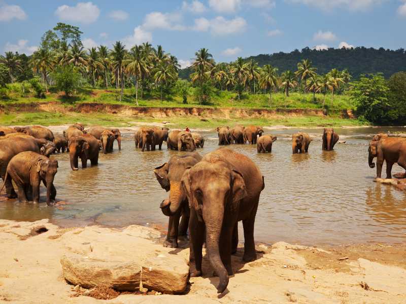 Going on a safari in Yala National Park is the top thing to do in Sri Lanka