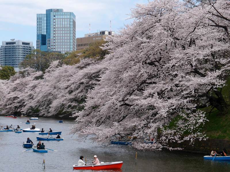 Hong Kong vs Tokyo weather, you can't beat the cherry blossoms In Tokyo in spring!